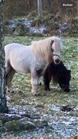 Pony - andre, vallak, 3 år
