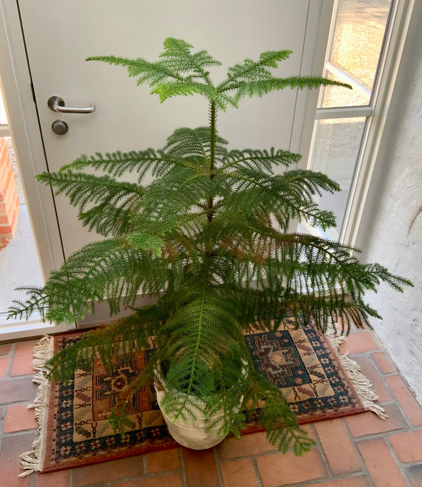 Stuegran, Araucaria Heterophylla