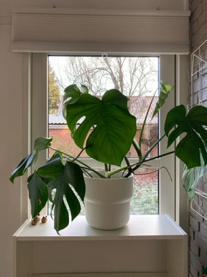 Stueplante, Monstera, Flot og sund (og stor :)) monstera sælges da jeg er ved at have for mange plan