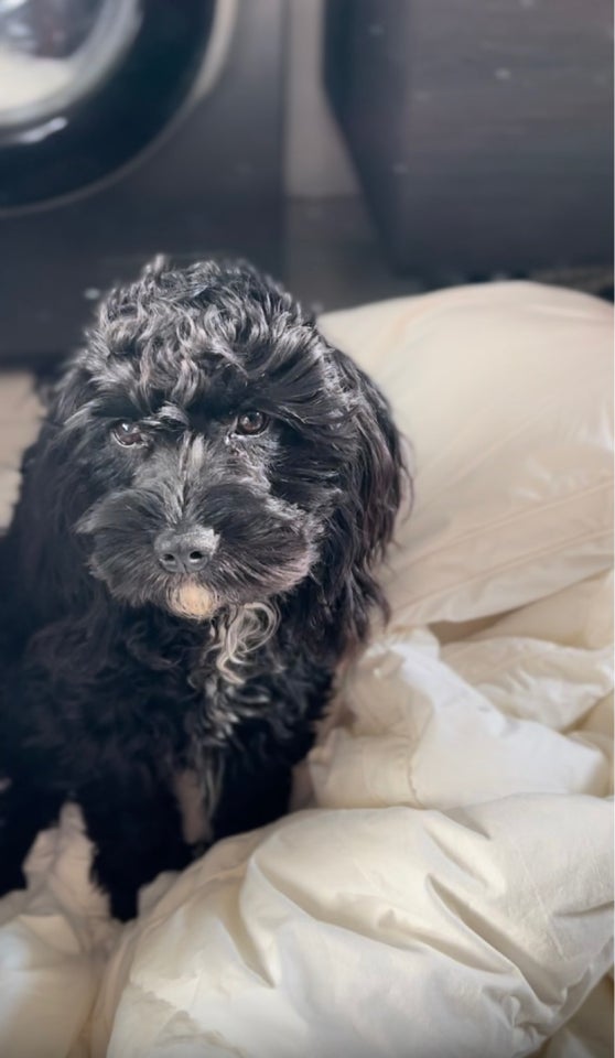 Ludvig tilbydes til PARRING
Han er Cavapoo 2 år...