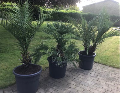 Palmer udendørs tre stk., Flotte store palmer sælges i Farum.

Grundet flytning fra hus til lejlighe