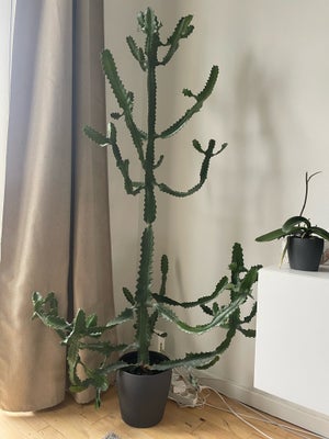 Kaktus, Sælger min kaktus med potte til 750 kr 
Den måler 165 cm høj 

Har flere blomster til salg 