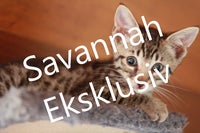 Savannah killinger, eksotiske, eksklusive