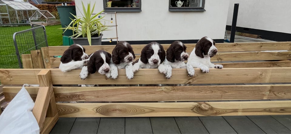 Engelsk Springer Spaniel