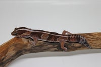 Gekko, Afrikansk fedthale gekko