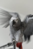 Papegøje, Grå Jaco, 3 år