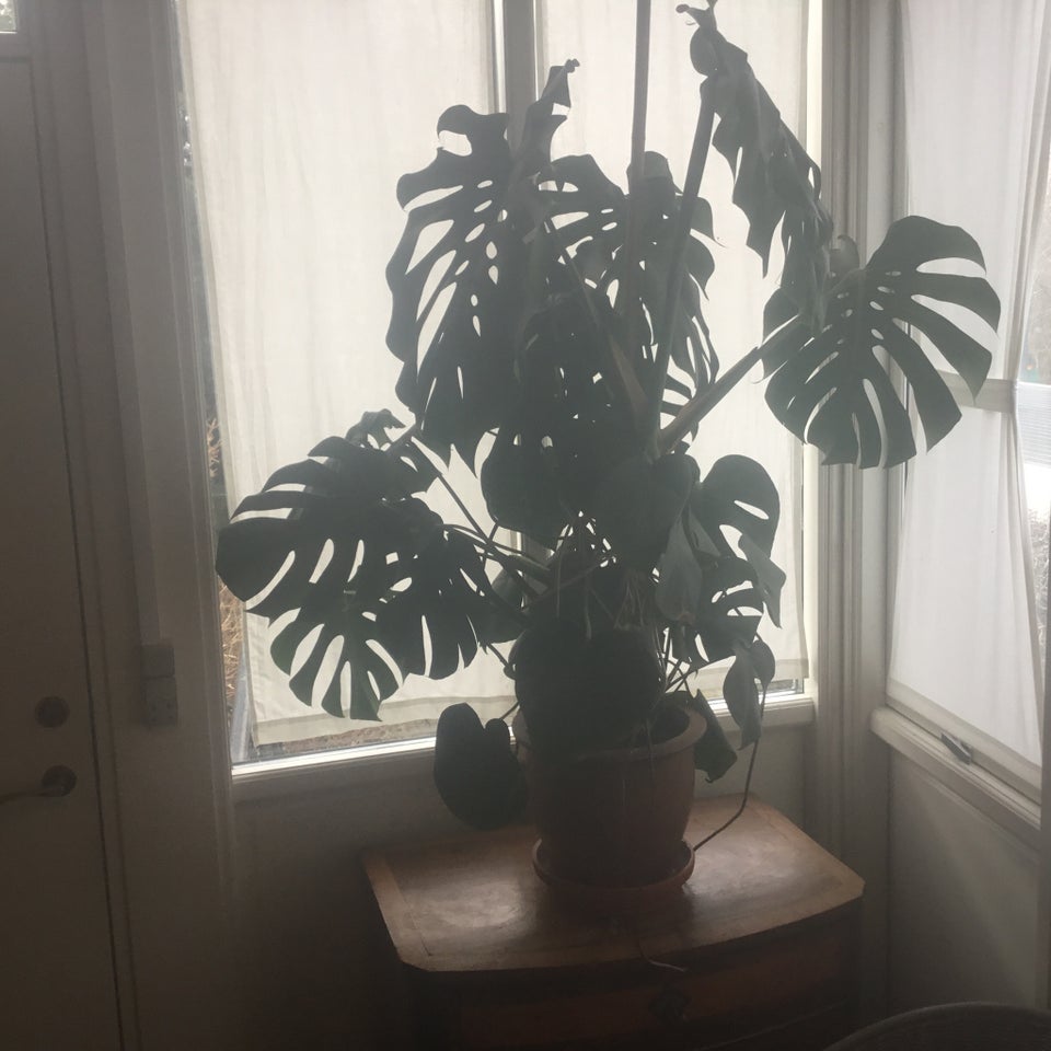 Fingerfilodendron , Monstera