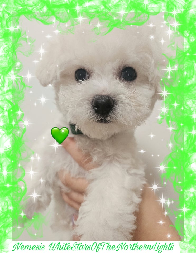 Bichon Frisé