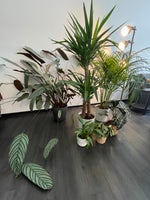 indendørs planter, indendørs planter