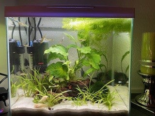 Akvarium, 25 liter, b: 35 d: 22 h: 33, Akvarium 25 Liter
Hvidt akvarium 25 Liter ca. 2 år gammel er 