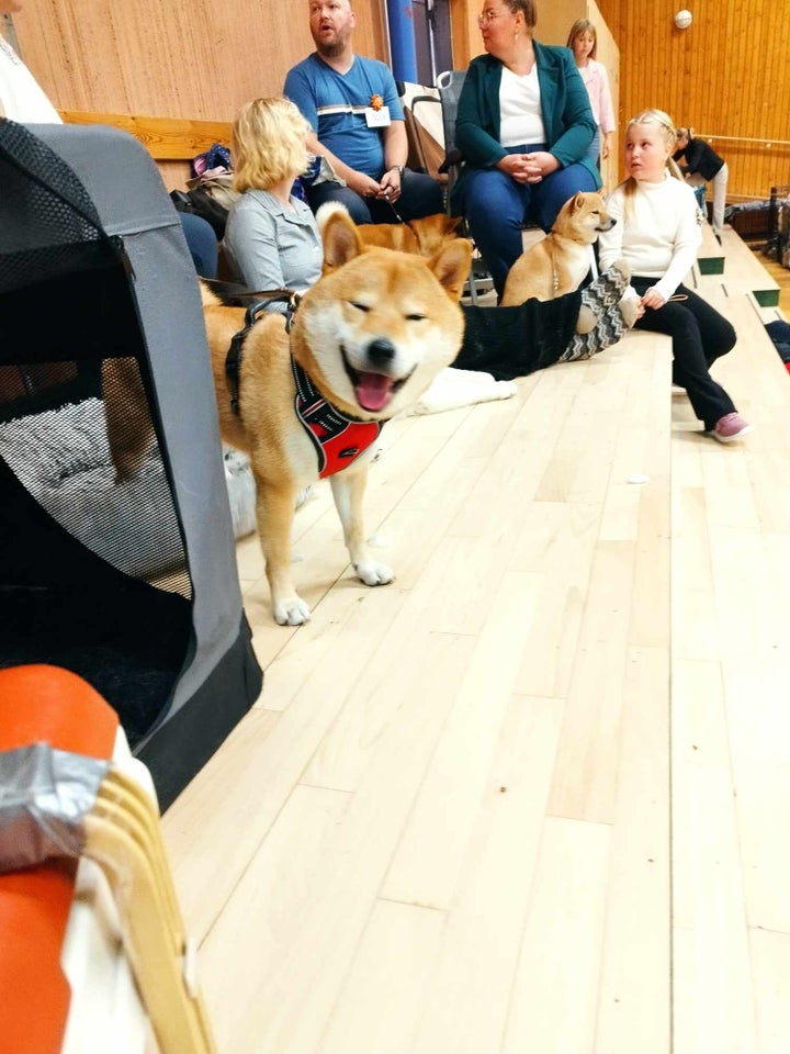 Shiba