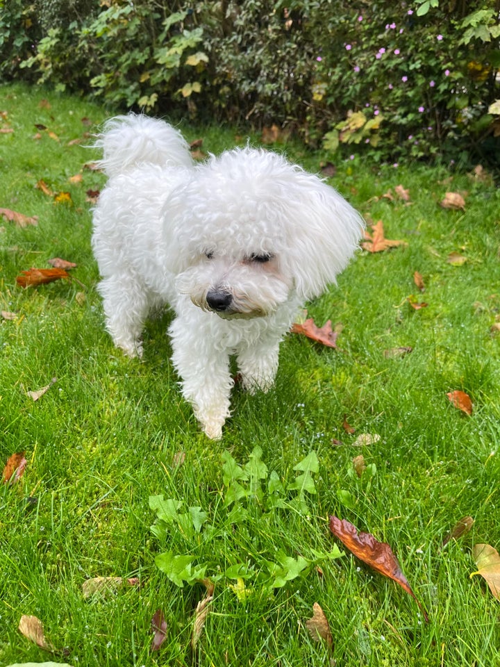 Bichon Frisé