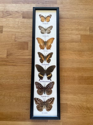 Udstoppede dyr, Udstoppede sommerfugle i ramme, Rammemål: 13x52cm. Fra ikke-ryger og dyrefrithjem. 