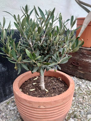 Oliven, Oliventræ, Flot oliven i middelhavs jord inkl. Potte.
Se også mine andre annoncer med div Fu