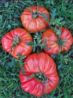 Tomatplante, Bøftomater