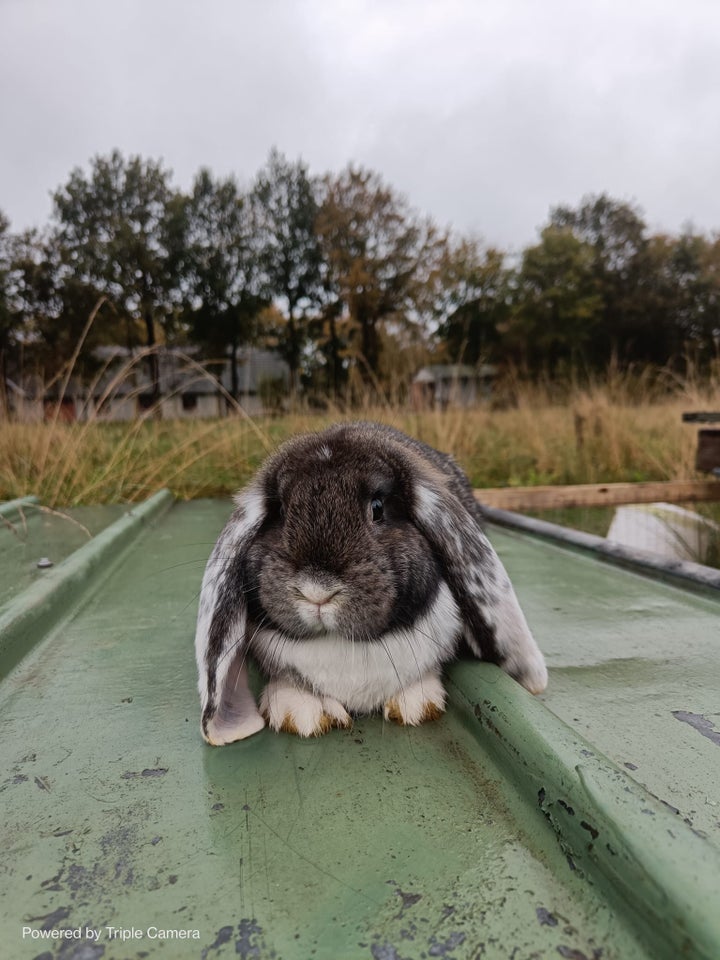 Kanin, Fransk Vædder, 0 år