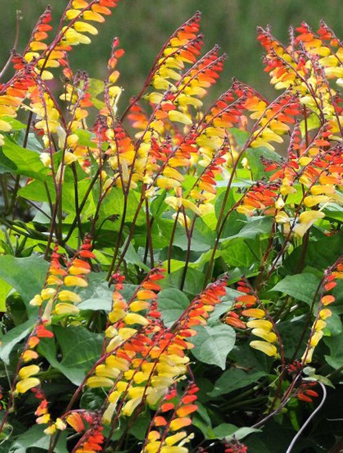 Firecracker *1642, frø, Mina Lobata