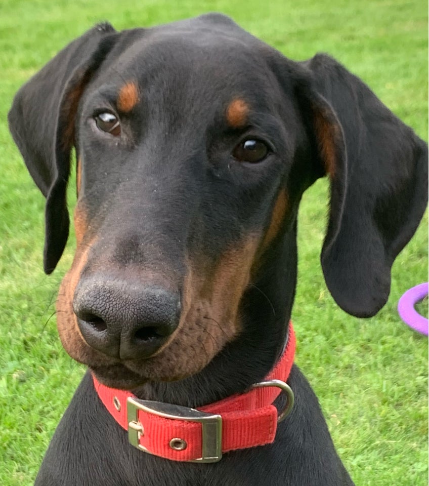 Dobermann