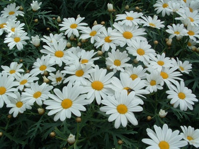 Frø, Margurit, staude, Den klassiske smukke hvide blomst. Ca. 50 cm. høj Blomstrer juni - september.