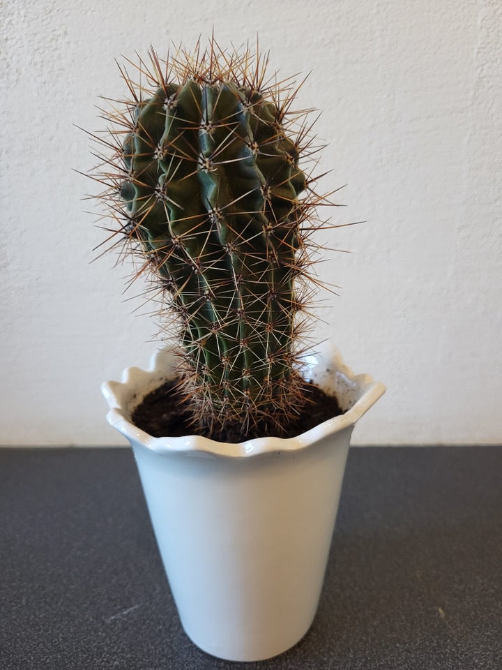 Kaktus, Echinopsis