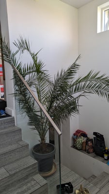 Phoenix palme, Phoenix canariensis, Vores palme er desværre blevet for stor til os, så derfor må vi 