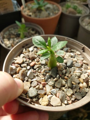 Sukkulent, Pachypodium succulentum, Instagram: leafy.lark
YouTube: leafylark