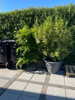 2 * Laurbær buske i krukker, plast, Et stk 650, 2 stk 1000 kr
I rigtig flot stand, ca 160 høje og 50