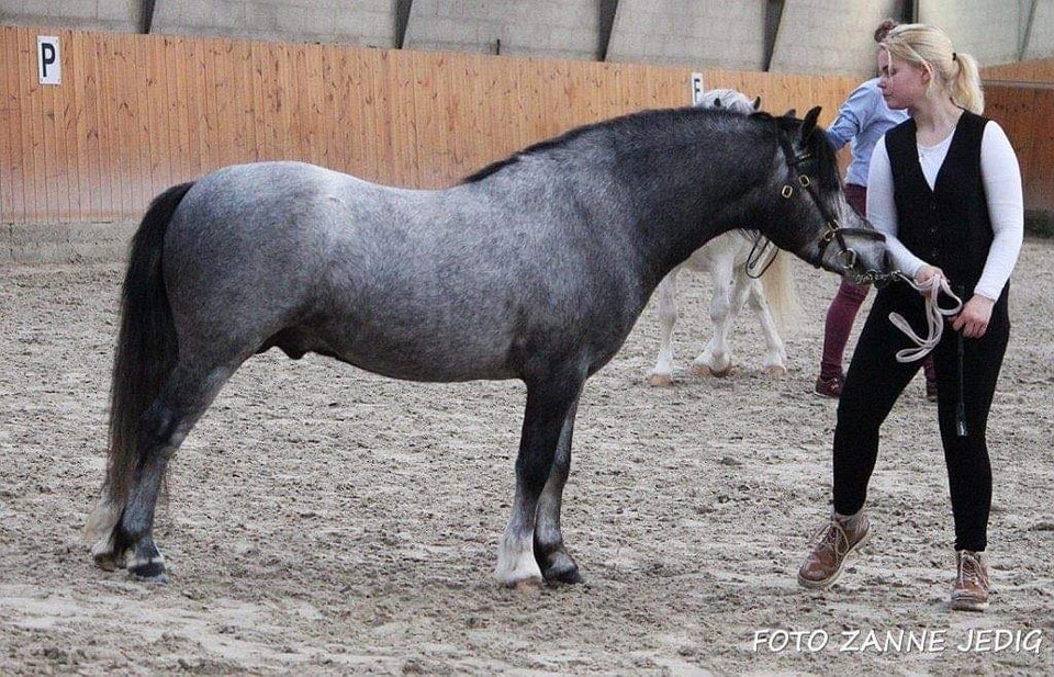 Welsh Moutain, hingst, 4 år