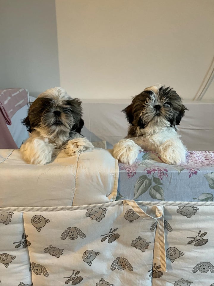 Shih Tzu