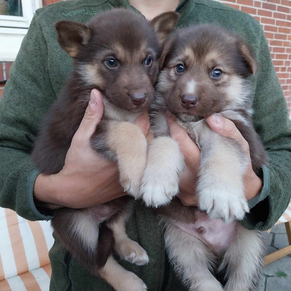 Alaskan Malamute