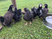 Kyllinger, 1 stk.