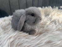 Kanin, Minilop, 8 måneder