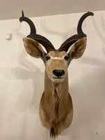 Jagttrofæ, Kudo Antelope