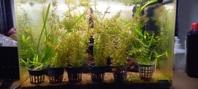 Planter, Akvarieplanter, 6 bundter lige til at plante i bundlaget, hvor de hurtigt udvikler rødder.
