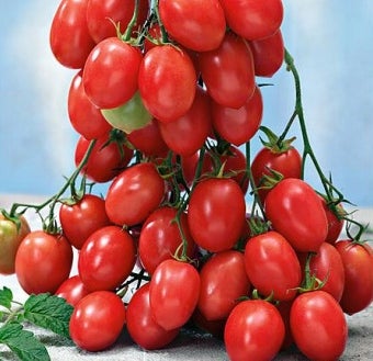 TOMAT DELICACY/DELIKATESSE - 2972, Øko-frø Solanum lycopersicum, Du får mindst 15 frø
Cherrytomat i 