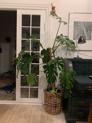 Stueplante, Monstera, Sund og flot plante inkl. mosstok. Trænger til at få ny jord. Skjuler i flet f