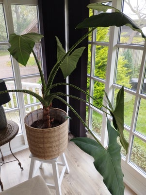 Elefantøre, Alocasia Zebrina, Rigtig flot plante - placeres lyst, vandes regelmæssigt.
Sælges ekskl.