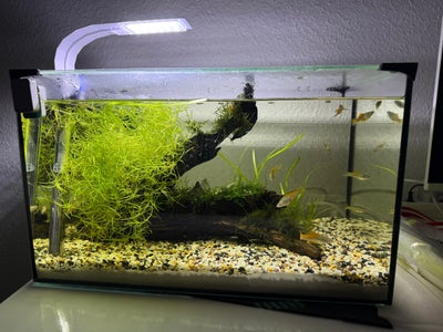 Akvarium, 54 liter, b: 60 d: 30 h: 30, Meget velholdt, Fint og funktionelt akvarium brugt i et par m