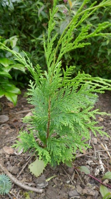 Stedsegrønne planter, Thuja - Liguster - Efeu, Thuja: 
Fin plante der egner sig godt til Krukker og 