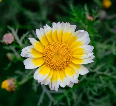 KRON-OKSEØJE *1360, blomsterfrø, Glebionis coronaria, Tidligere kendt som Chrysanthemum coronarium.
