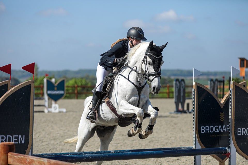 Dansk Sports Pony (DSP), hoppe, 14 år