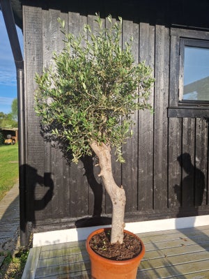 Oliventræ, Stort og flot oliventræ sælges, da det alligevel ikke passede ind på vores terasse. 

Træ