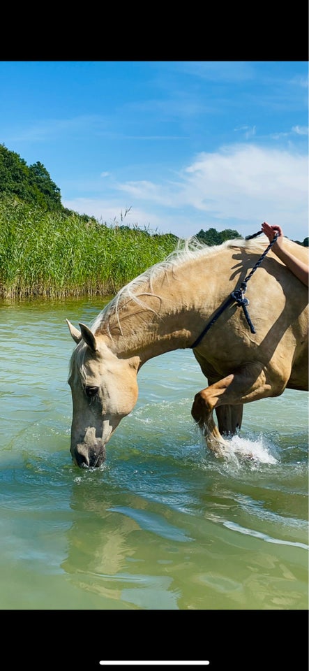 Palomino, vallak, 15 år