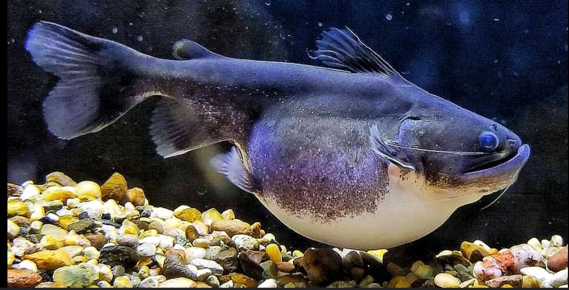 Gulper catfish, 2 stk.