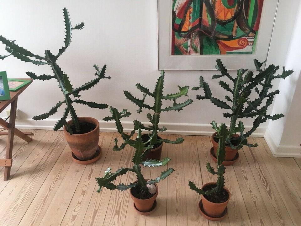 Kaktus/sukkulent /Euphorbia , Kaktus/sukkulent