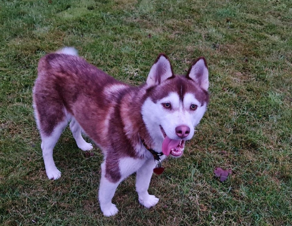 Siberian Husky