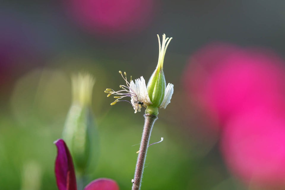 Macro, A-mount, Minolta