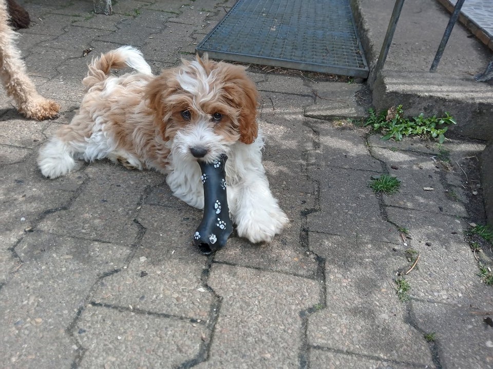 Cavapoo, hvalpe, 12 uger