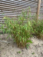 5 bambus, Bambus