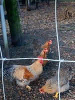Kyllinger, 8 stk.